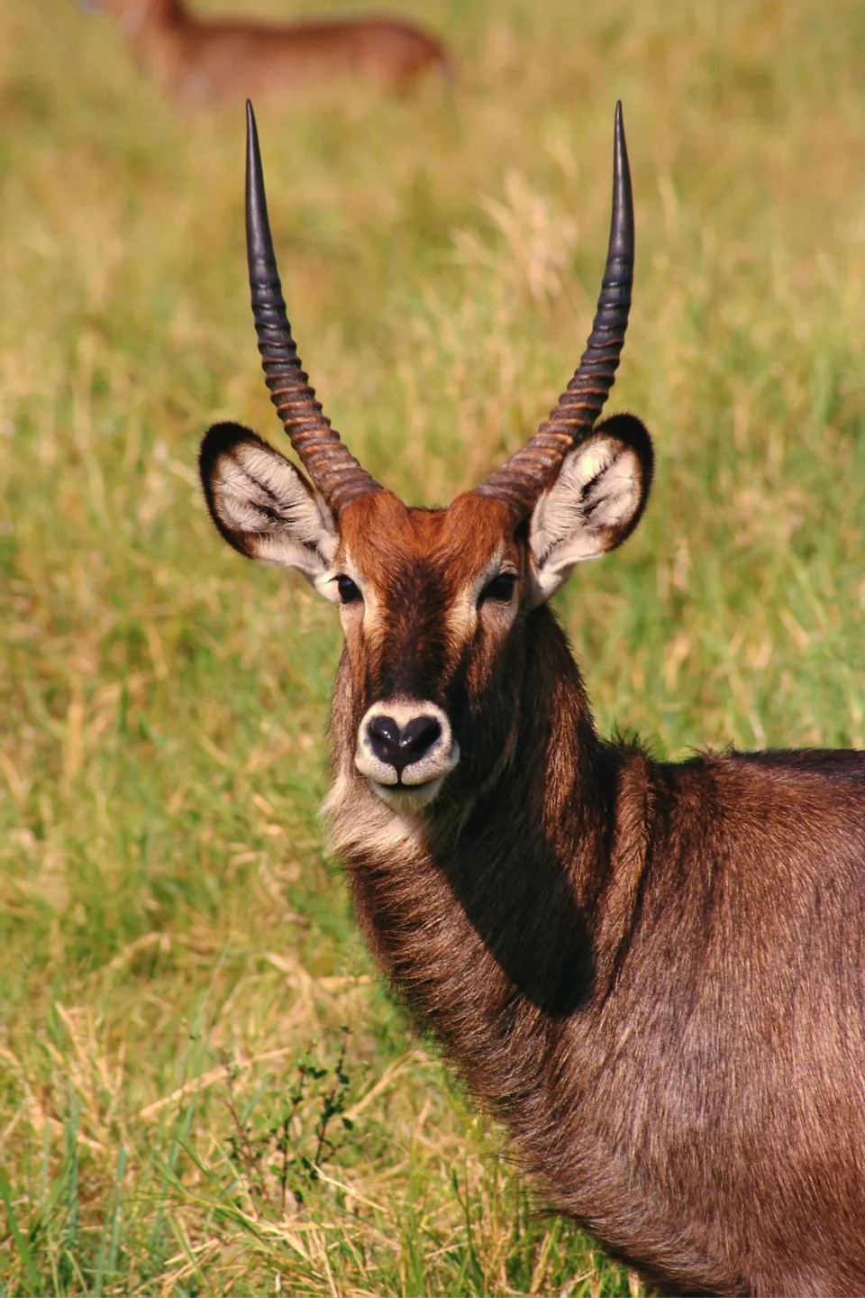 A close-up portrait of a waterbuck antelope with large, curved horns, looking directly at the camera.