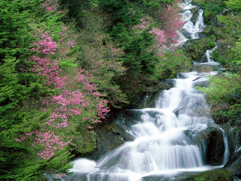 A multi-tiered waterfall flows down rocks surrounded by dense green trees and bright pink flowering bushes.