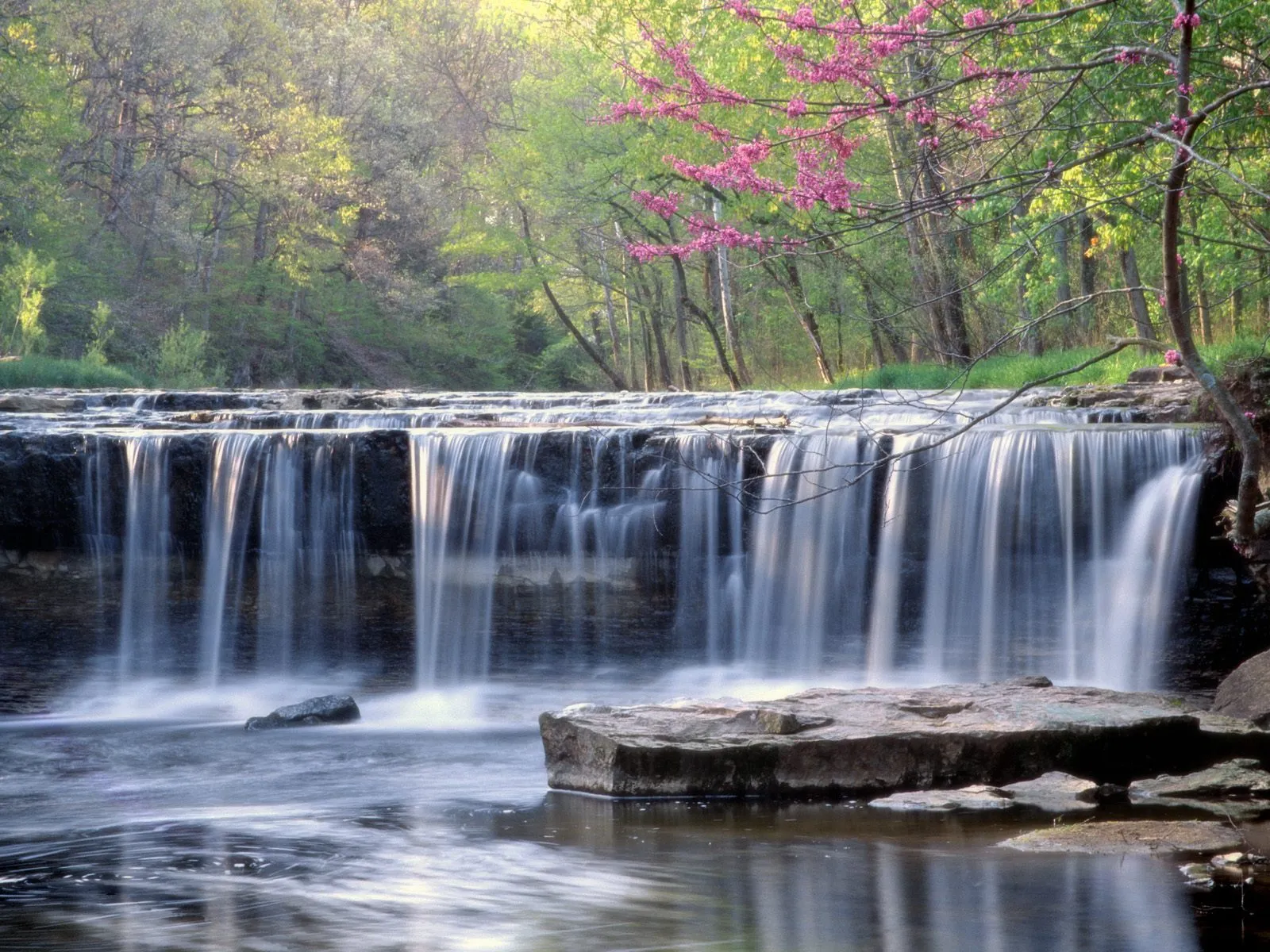 A wide, gentle waterfall cascades over dark rocks into a pool, surrounded by trees and blooming pink flowers.