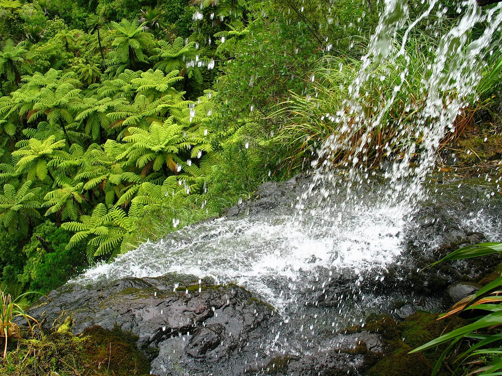 A close-up view of a waterfall cascading over dark rocks, surrounded by vibrant green ferns and foliage.
