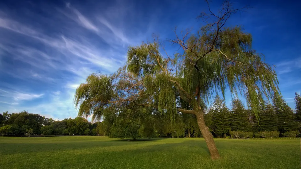 A large weeping willow tree stands in a grassy field under a bright blue sky with wispy clouds.