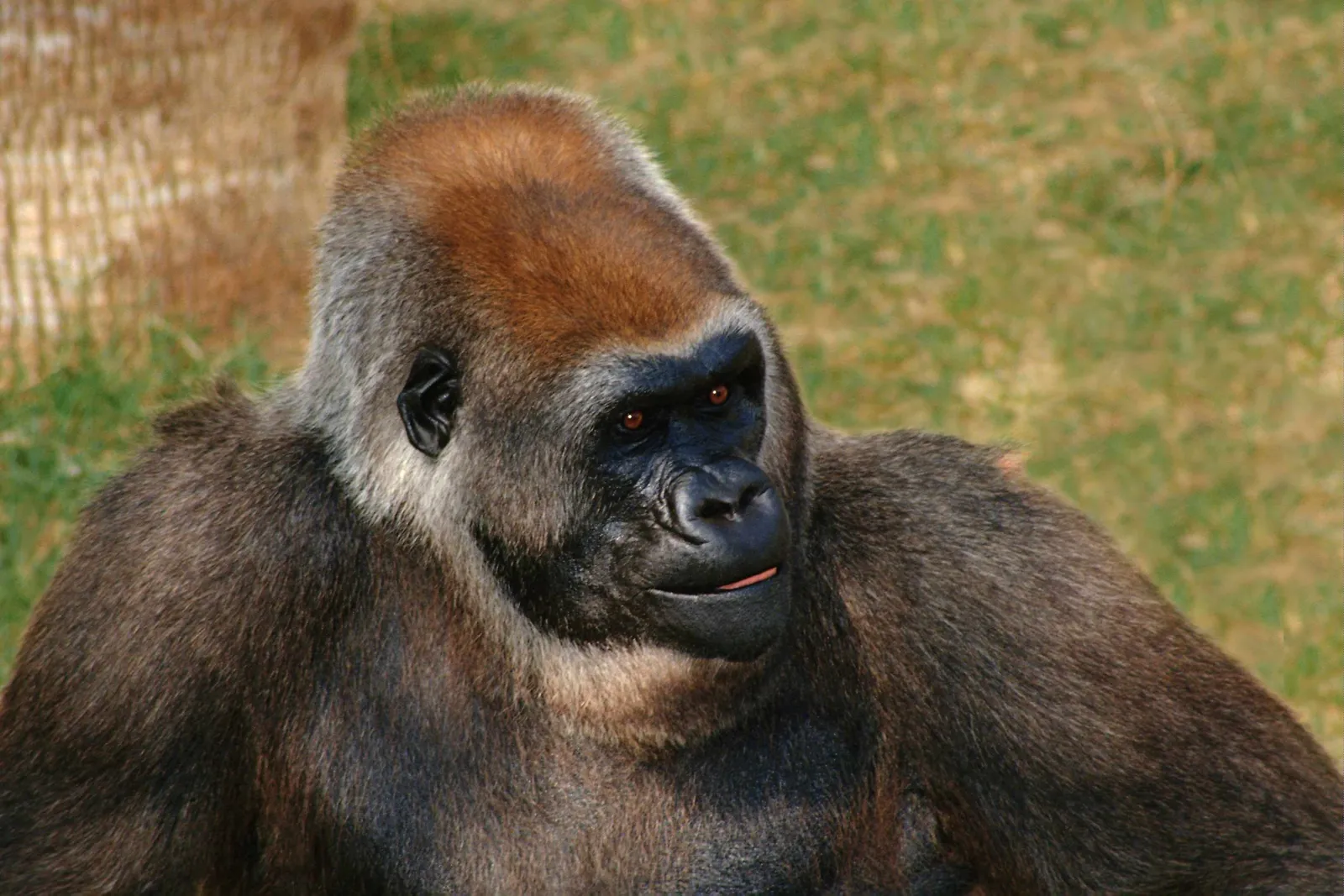 A close-up of a Western Gorilla's face and upper body, with its tongue slightly out.
