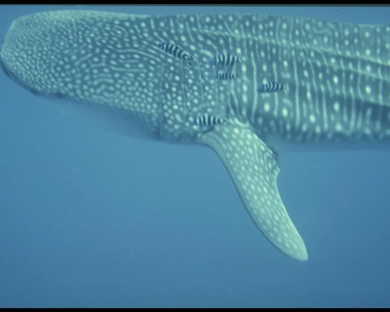 Close-up of a whale shark's body with several small pilot fish swimming alongside.