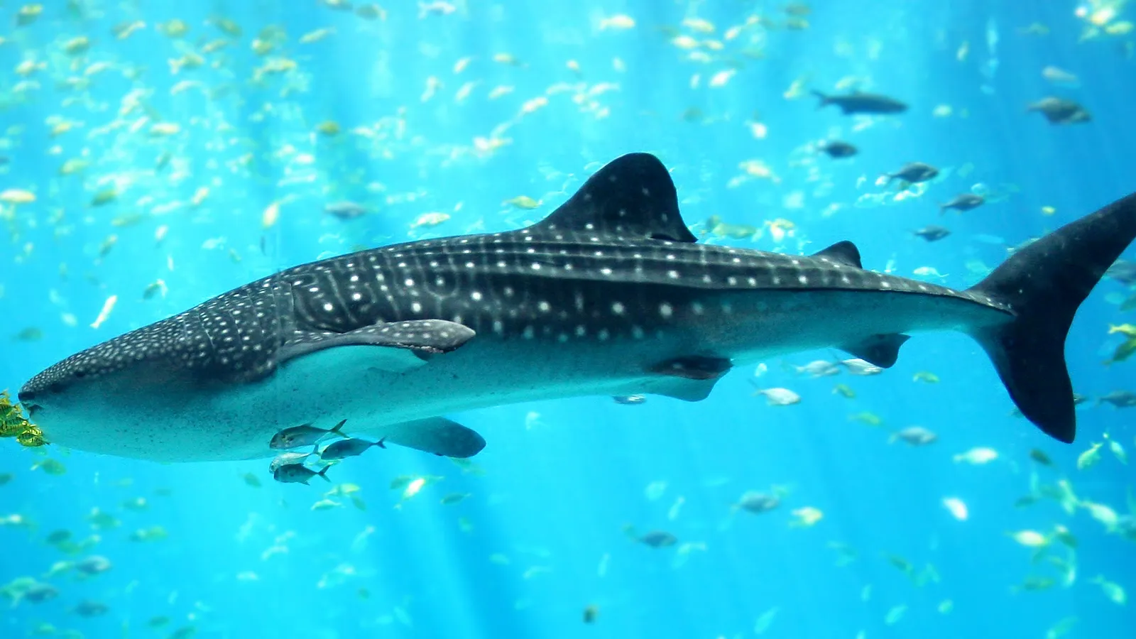 A large whale shark swims through bright blue water, surrounded by many small fish.