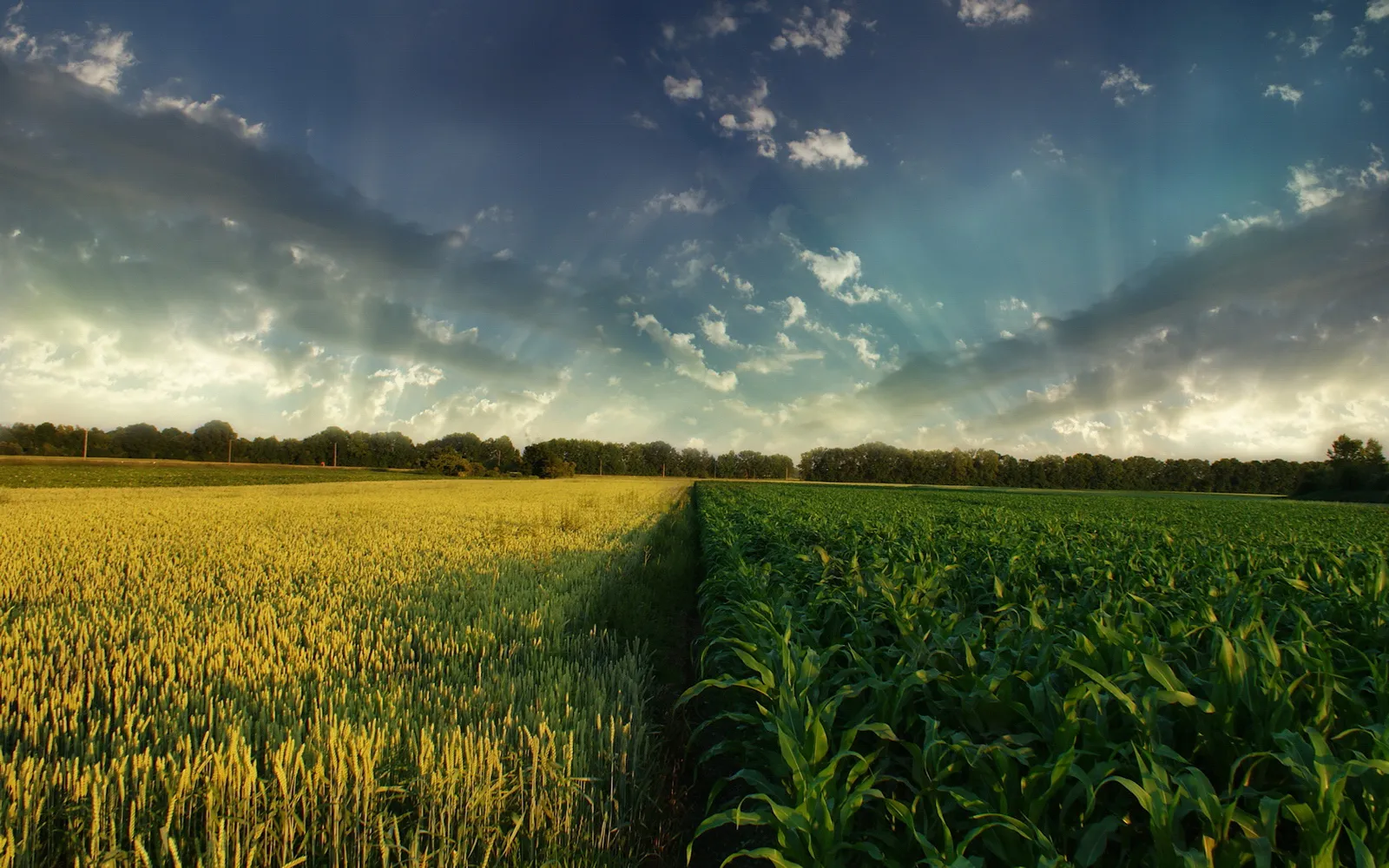 A split view of a golden wheat field and a green cornfield under a dramatic, cloudy sky with sun rays.