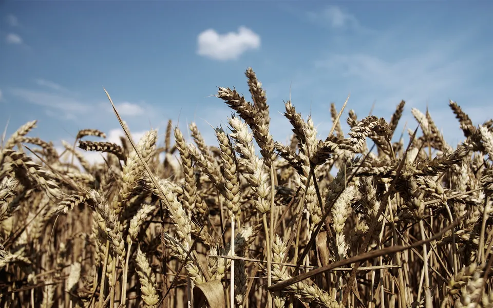 Close-up view of ripe wheat stalks swaying gently in a field under a bright blue sky with a few wispy clouds.