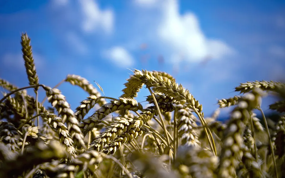 Close-up view of ripe wheat stalks against a bright blue sky with scattered white clouds.