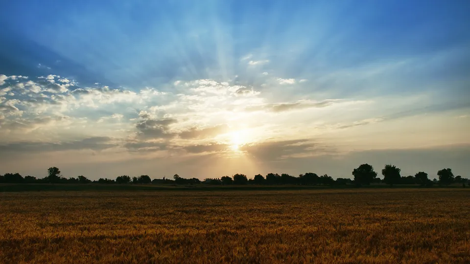 A golden wheat field stretches towards a horizon lined with trees, under a sky with dramatic sun rays breaking through clouds.