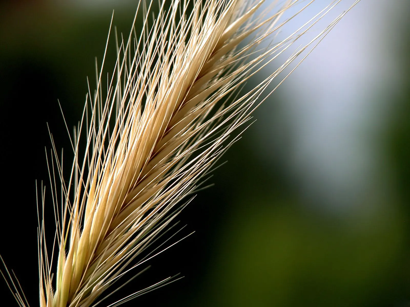 A close-up macro photograph of a golden wheat stalk with many fine, wispy hairs extending outwards.
