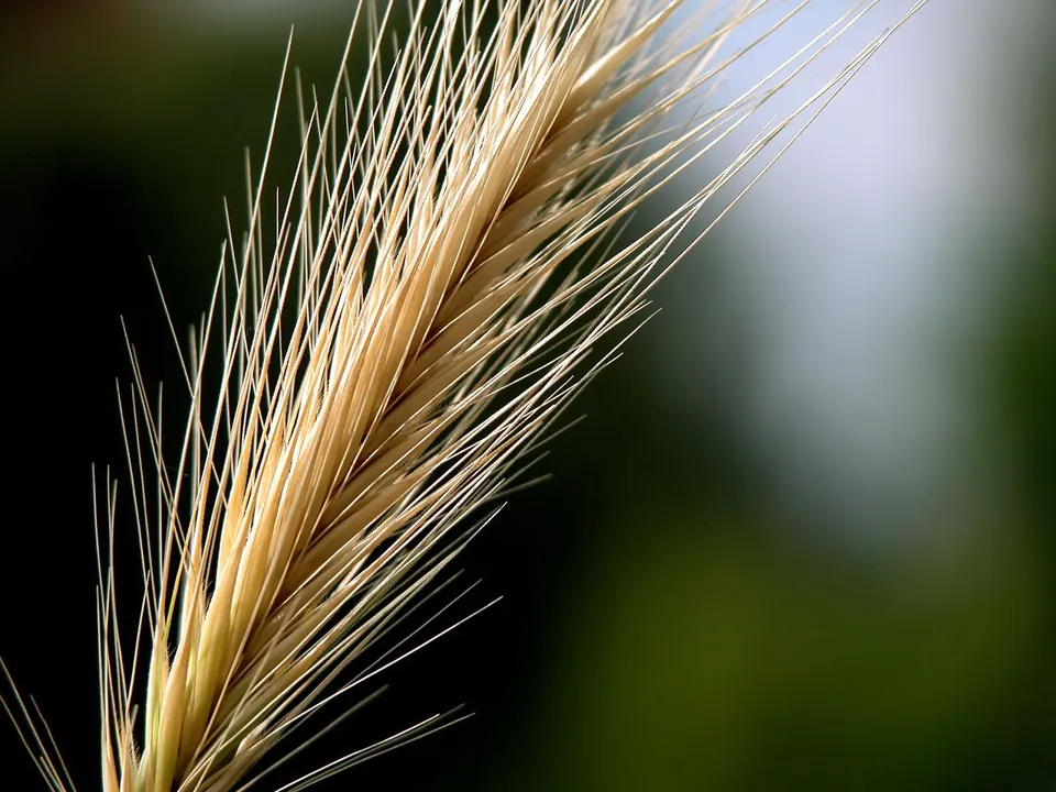 A close-up macro photograph of a golden wheat stalk with many fine, wispy hairs extending outwards.