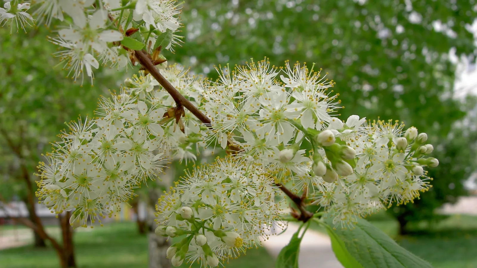 Close-up of a branch covered in small white flowers with yellow centers, with blurred green foliage in the background.