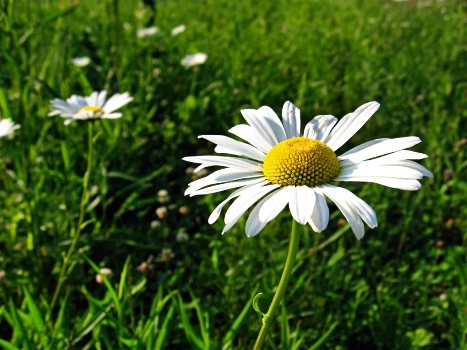 A close-up of a white daisy with a yellow center, set against a blurred green background of grass and other flowers.