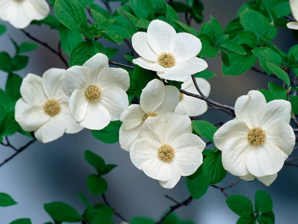 Close-up of several white dogwood flowers with green leaves and dark branches against a soft blue background.