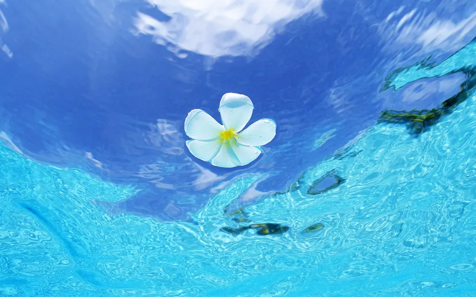 A single white plumeria flower with a yellow center floats on the surface of clear blue water, with reflections of the sky and clouds visible.