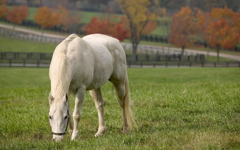 A white horse grazes in a green field with autumn trees in the background.