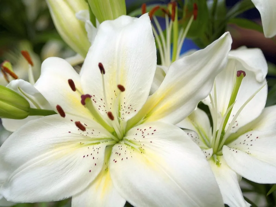 Close-up of several white lilies with prominent stamens and dark spots on their petals.