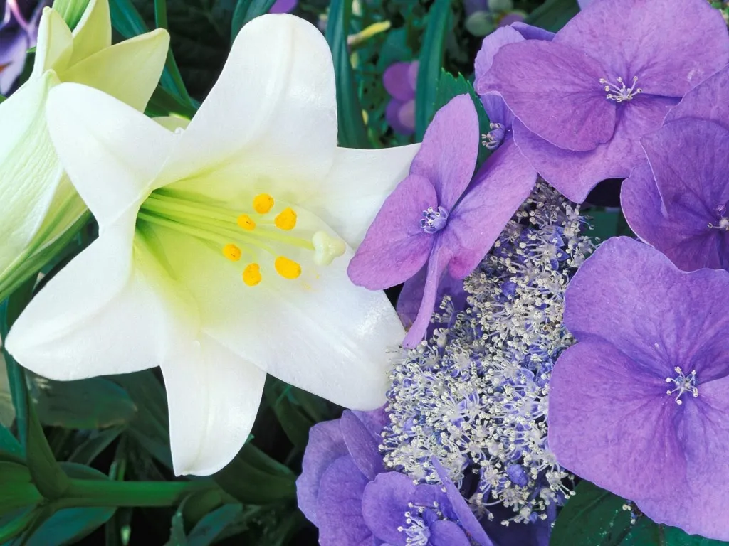 A close-up of a white lily with yellow stamens next to vibrant purple hydrangea flowers.