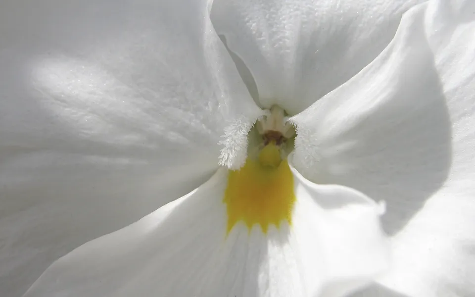 Extreme close-up of the center of a white pansy flower with a bright yellow center.