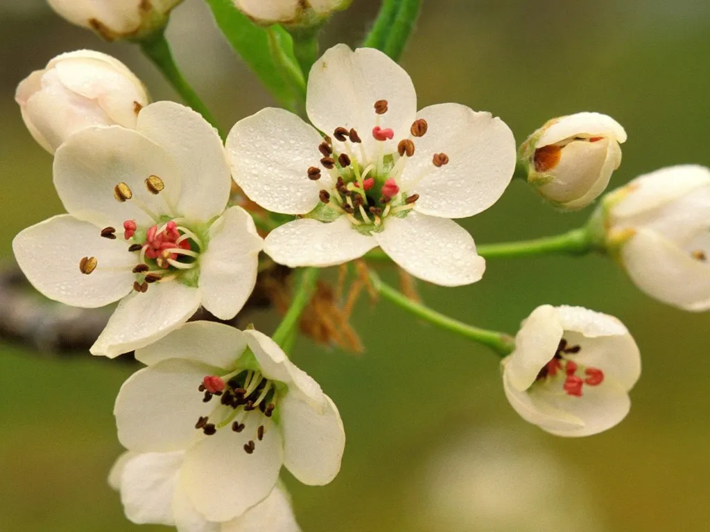 Close-up of white pear blossoms with water droplets on petals, set against a soft green background.
