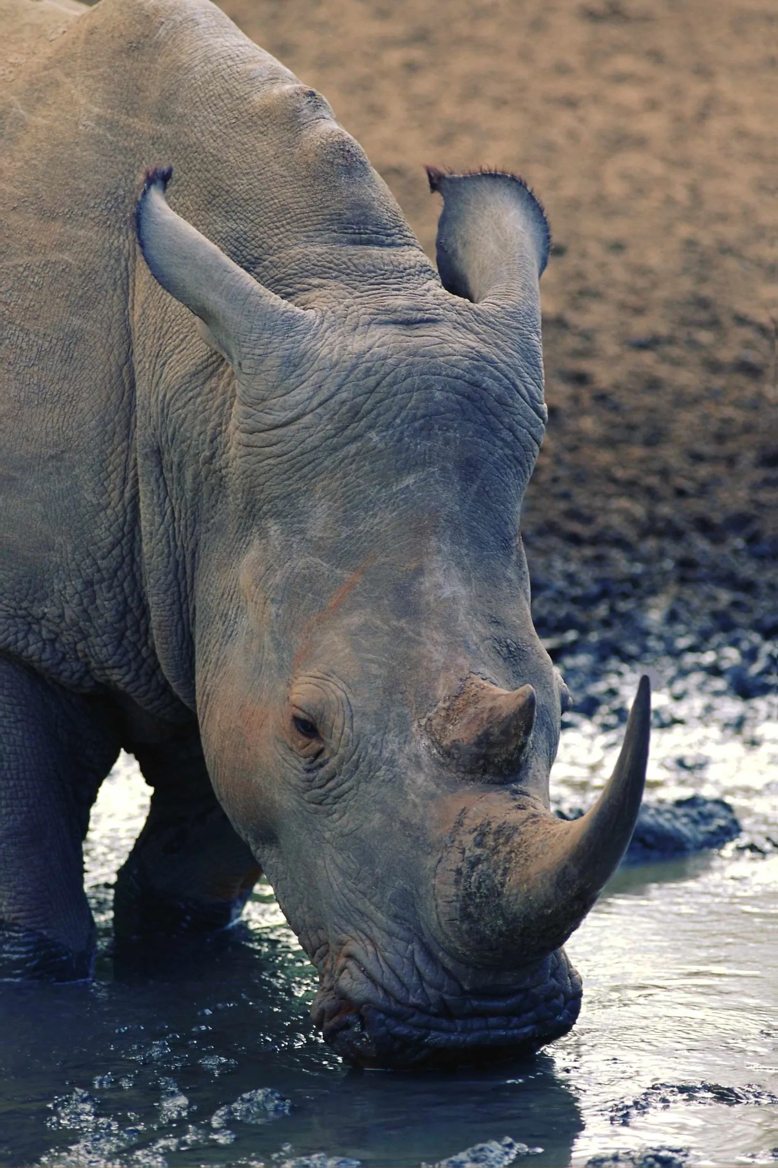 Close-up of a white rhinoceros drinking water from a muddy puddle.