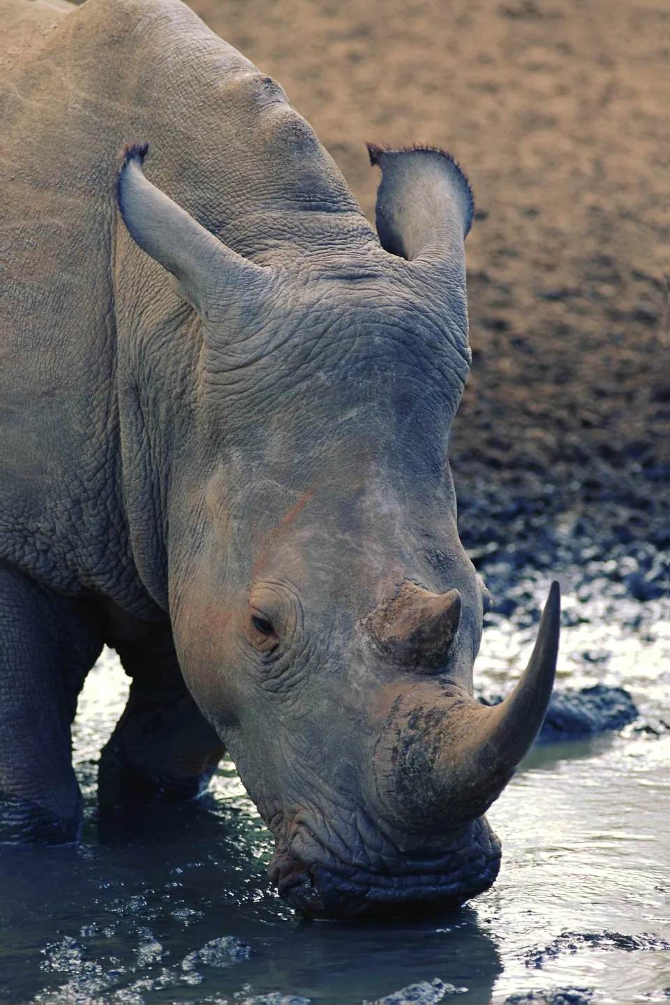 Close-up of a white rhinoceros drinking water from a muddy puddle.