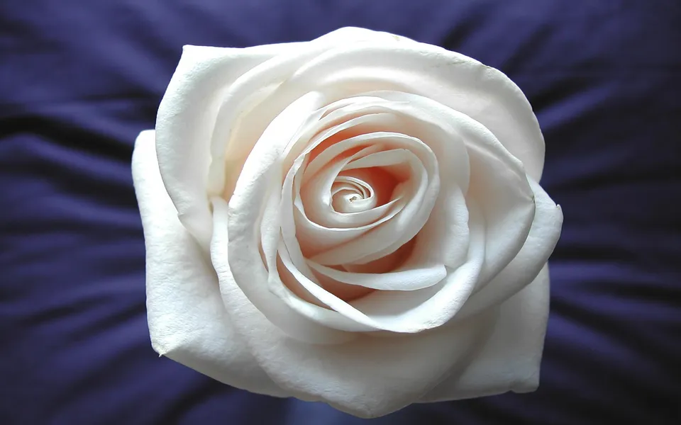 A close-up view of a white rose with delicate petals and a hint of pink in the center.