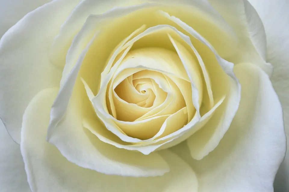 Close-up view of the intricate spiral pattern of a white rose's petals.
