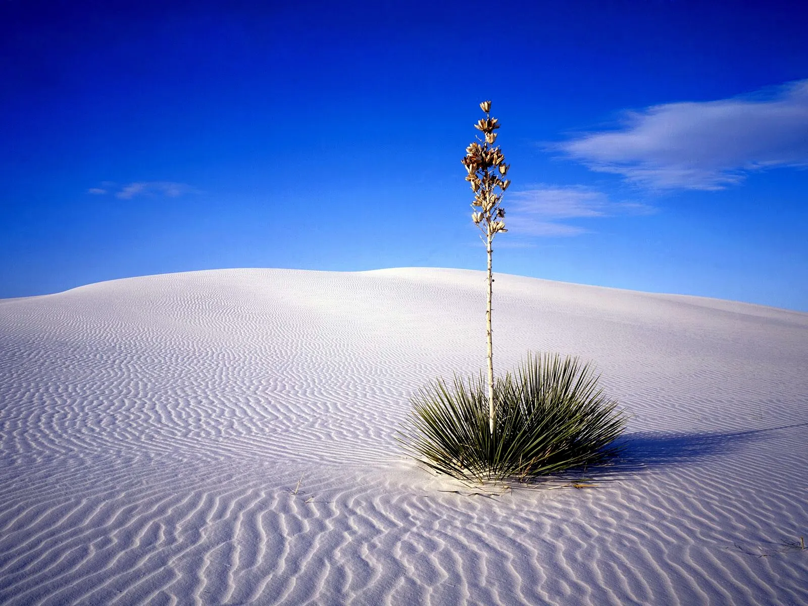 A solitary yucca plant stands tall in the vast, rippled white sand dunes under a bright blue sky.