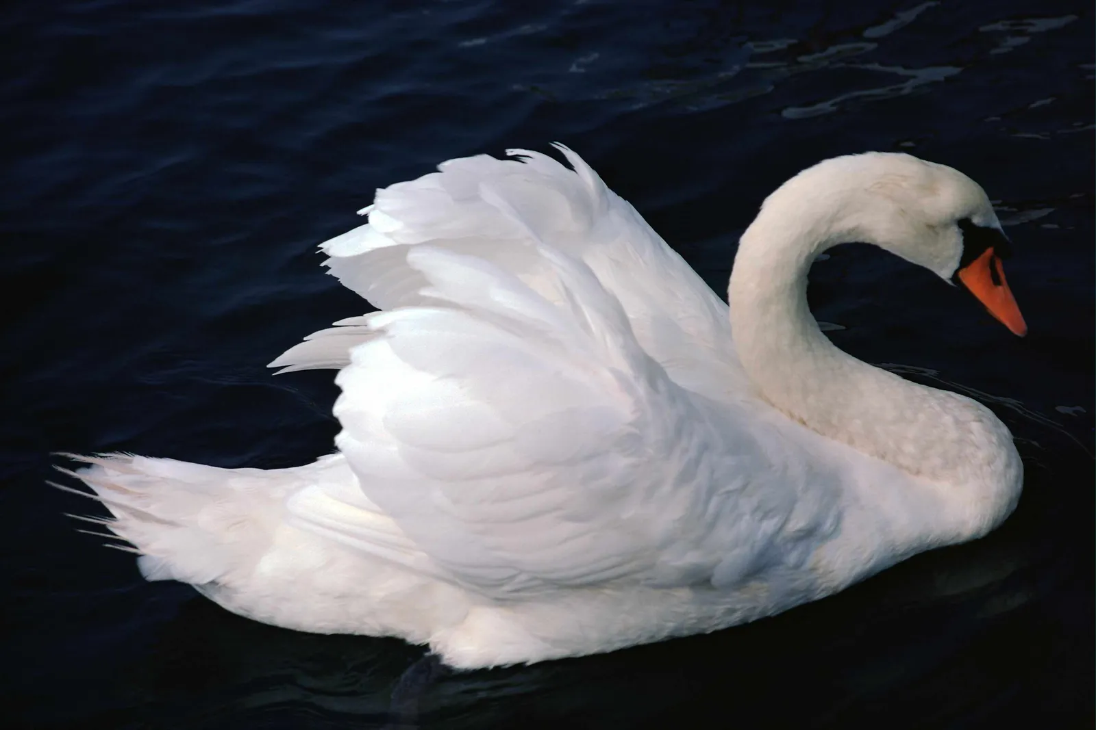 A white swan with its head curved gracefully swims in dark, rippling water.