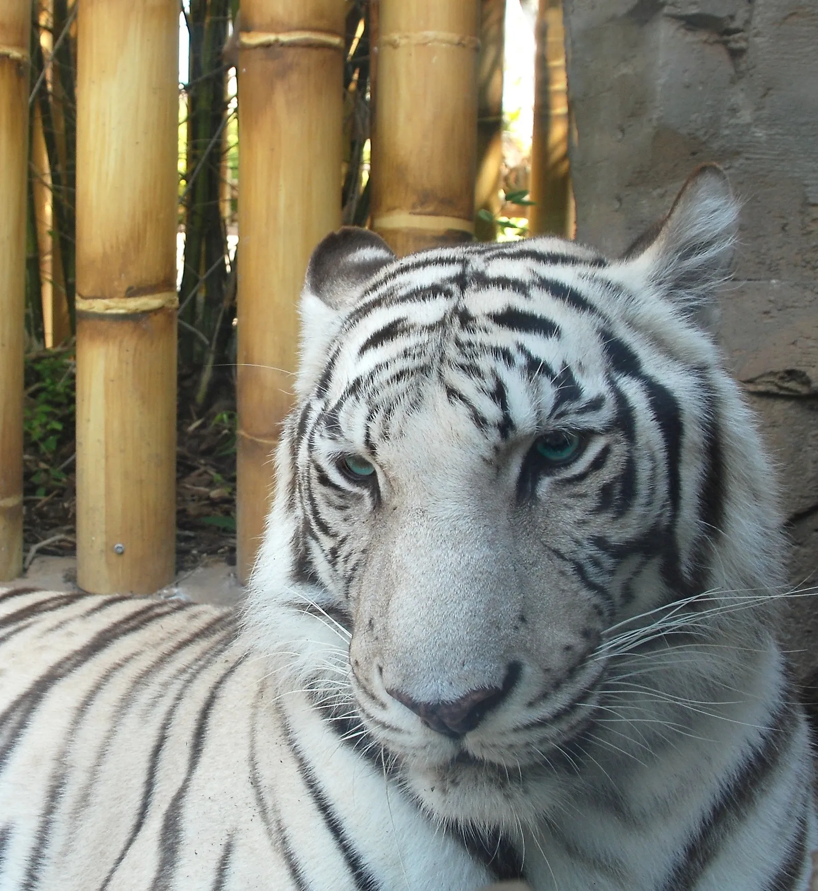 A white tiger with piercing blue eyes rests in front of a bamboo fence.
