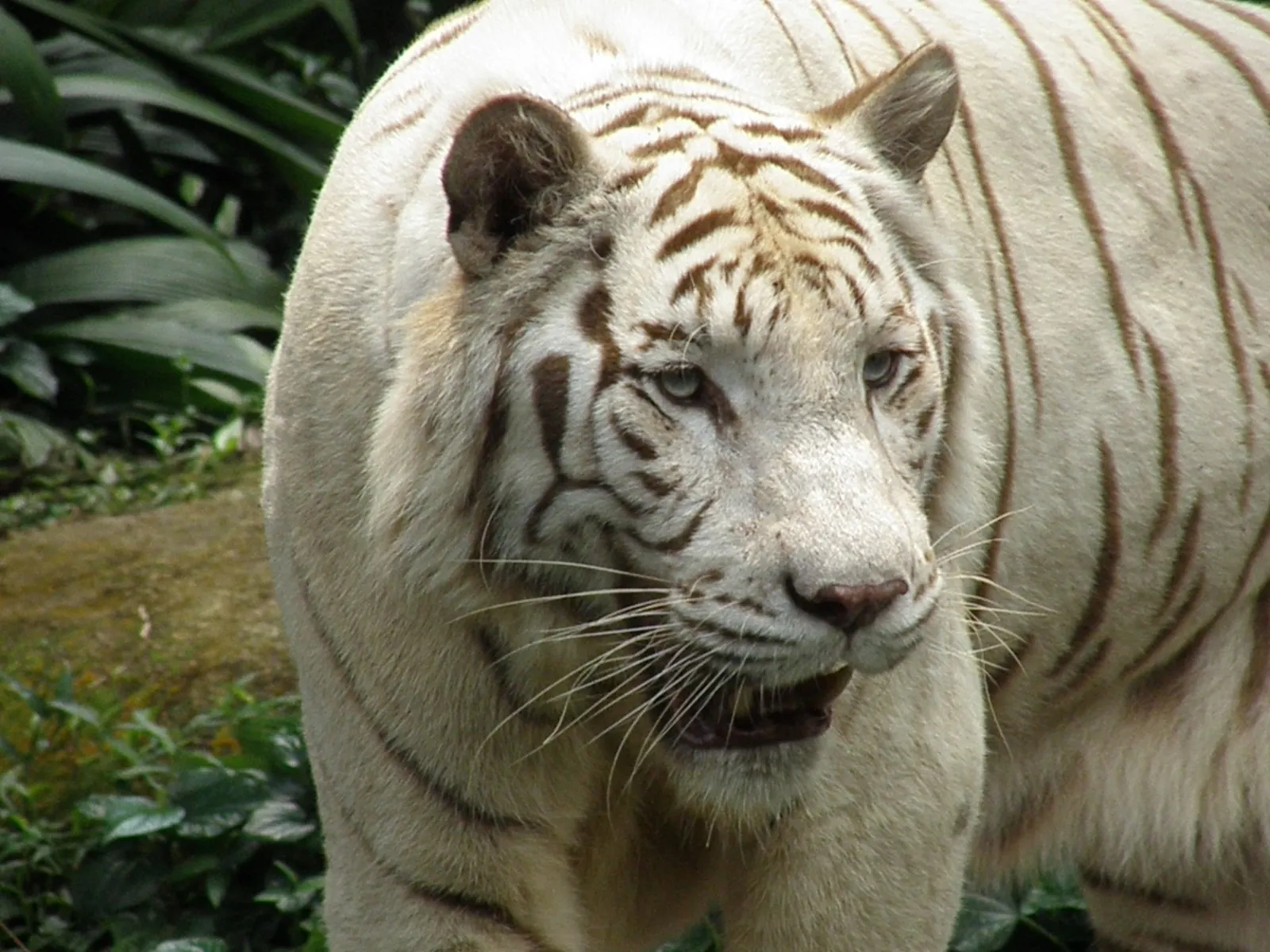 Close-up of a white tiger with blue eyes and brown stripes, looking towards the viewer.