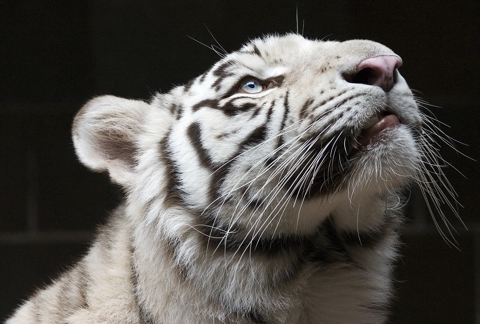 A close-up profile view of a white tiger's head, showing its blue eyes, pink nose, and white fur with black stripes.