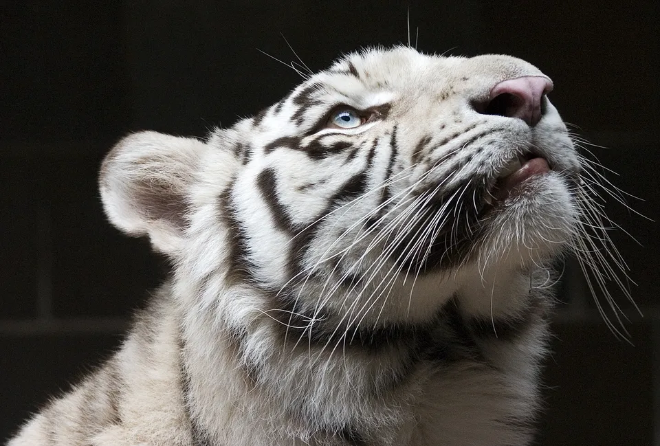 A close-up profile view of a white tiger's head, showing its blue eyes, pink nose, and white fur with black stripes.