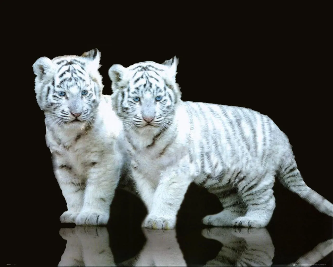 Two white tiger cubs with striking blue eyes stand side-by-side against a black background, their reflections visible below.