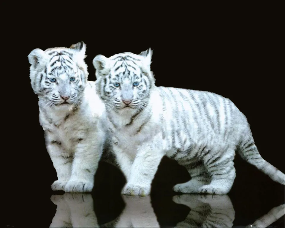 Two white tiger cubs with striking blue eyes stand side-by-side against a black background, their reflections visible below.