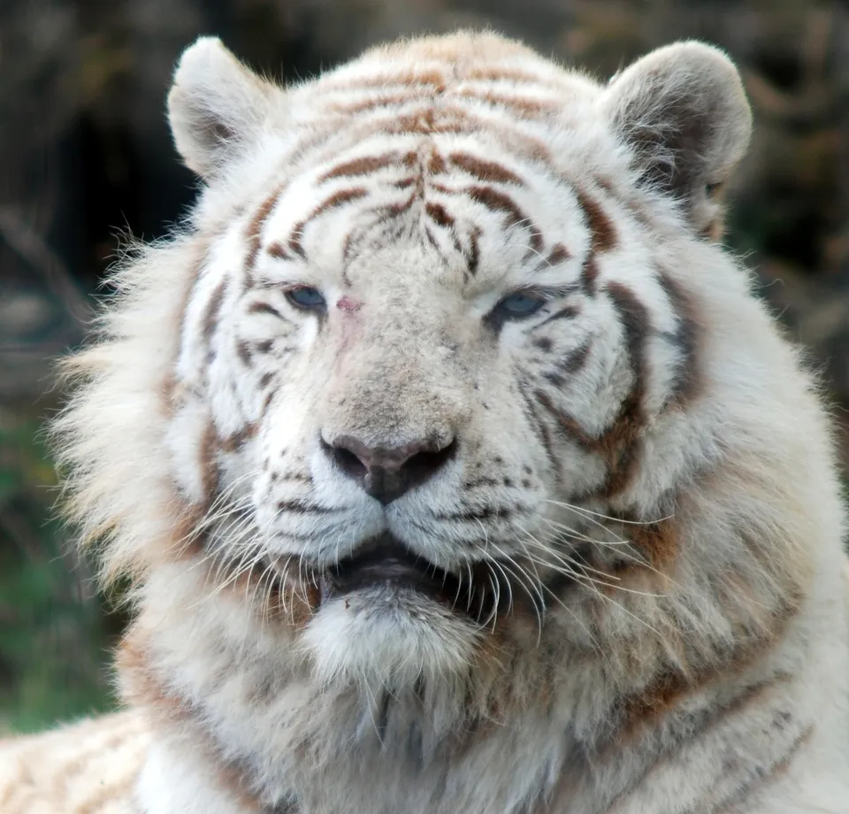 A close-up of a white tiger's face, focusing on its blue eyes and striped markings.