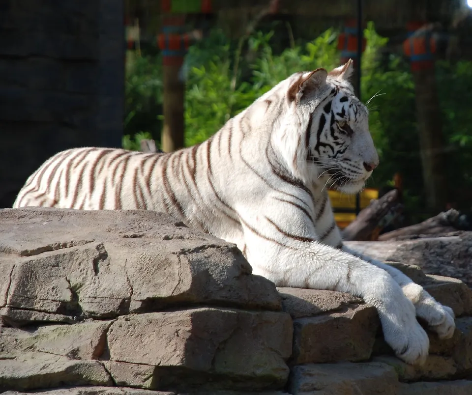 A white tiger rests on a large rock formation, looking to the right.