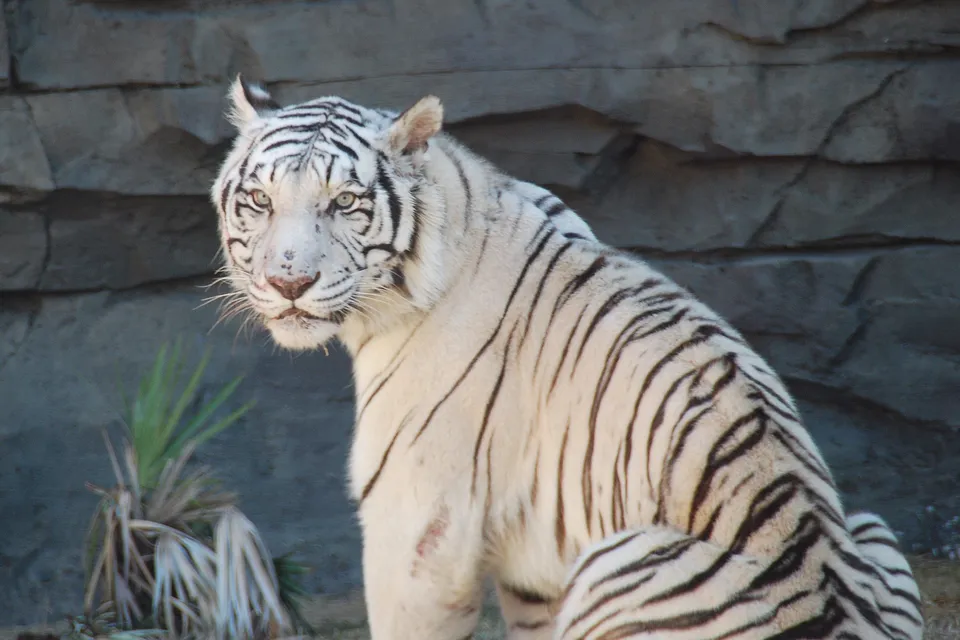 A white tiger with striking blue eyes and black stripes looks towards the camera, with a rocky background.