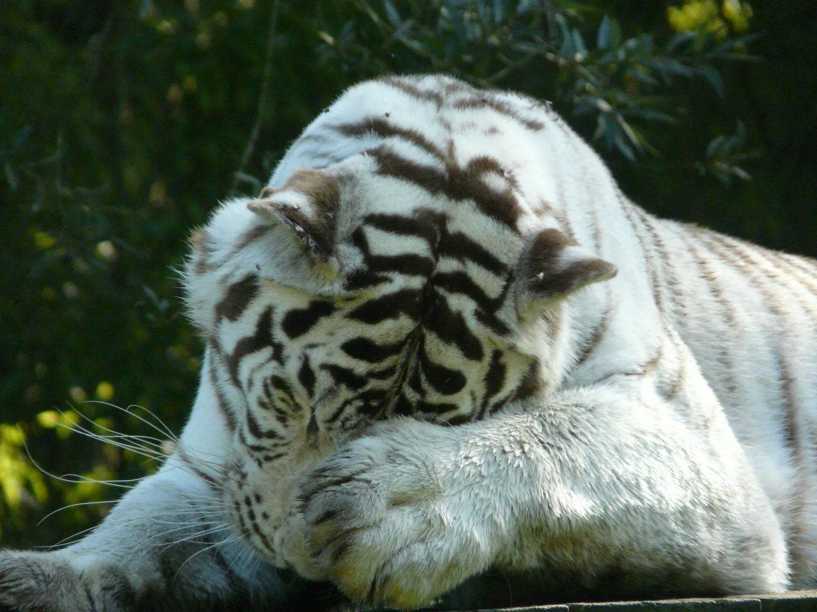 A white tiger is lying down and covering its face with its paw.