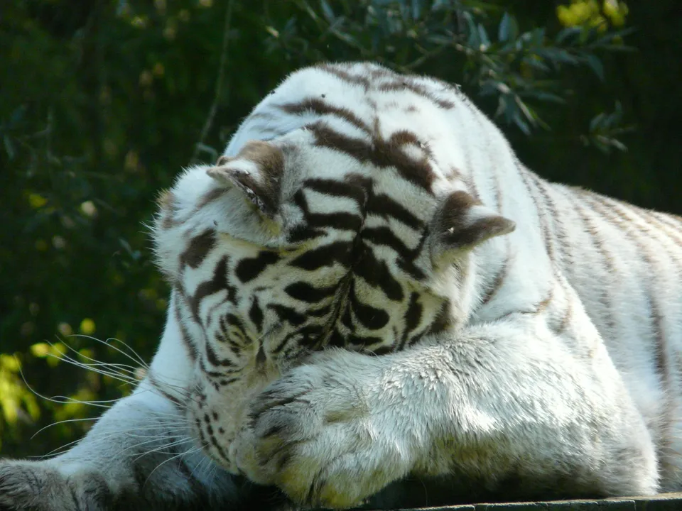 A white tiger is lying down and covering its face with its paw.