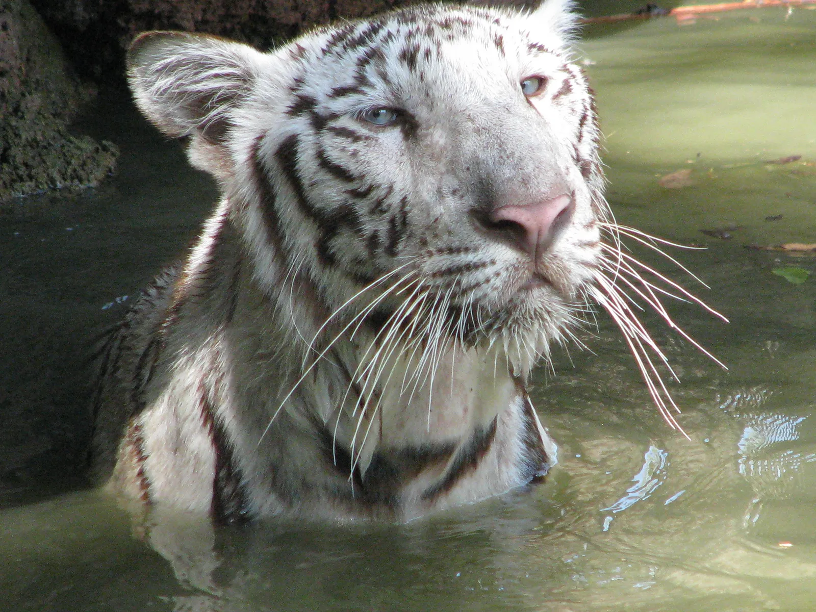Close-up of a white tiger with blue eyes partially submerged in murky green water.