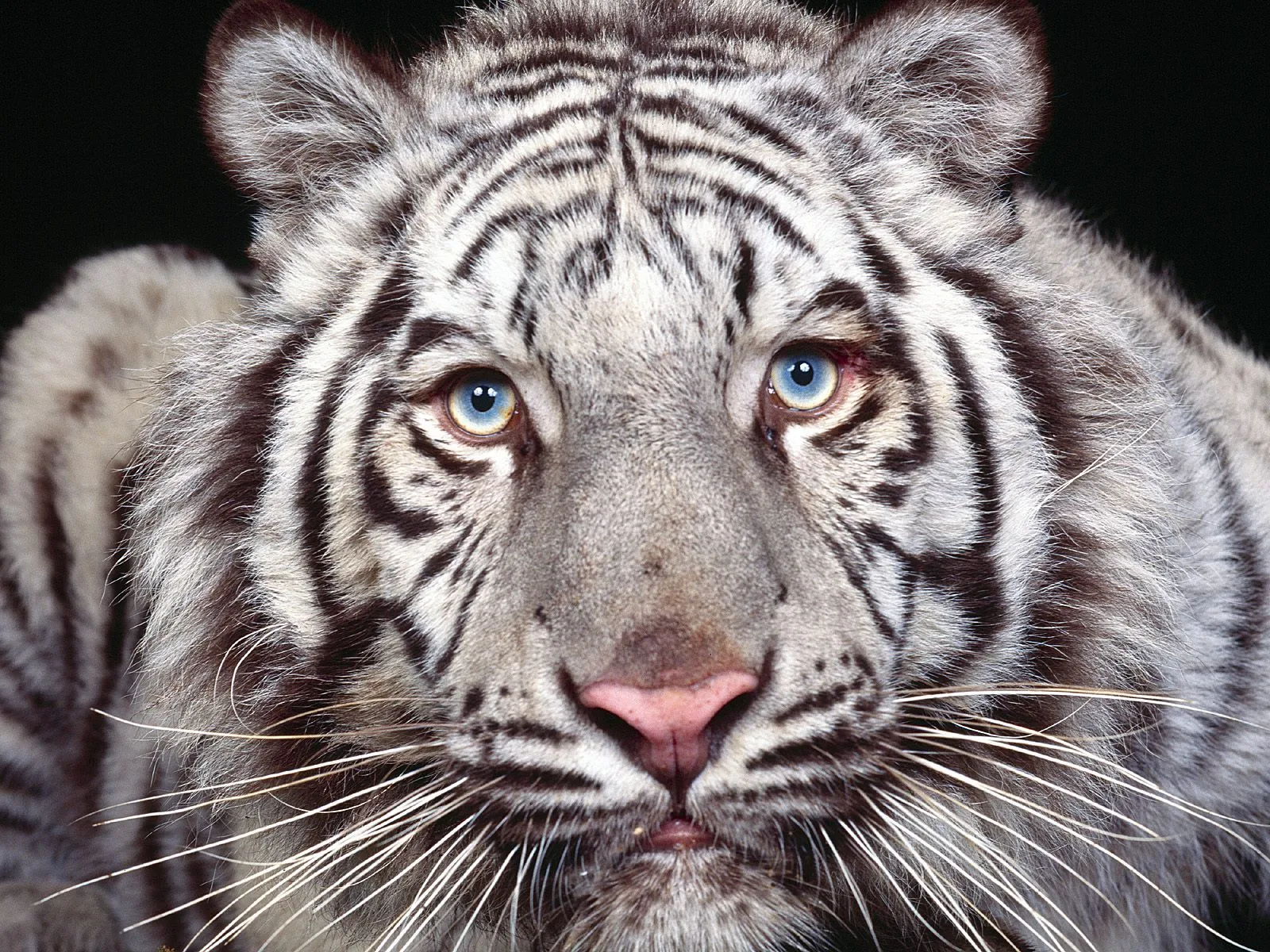 Close-up portrait of a white tiger with striking blue eyes and black stripes against a dark background.