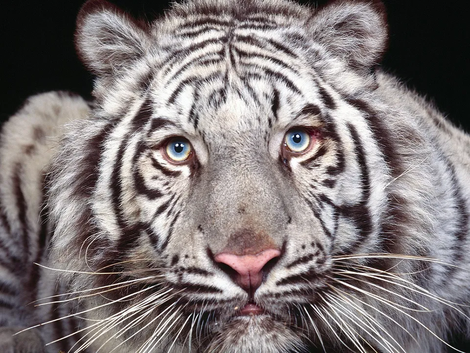Close-up portrait of a white tiger with striking blue eyes and black stripes against a dark background.