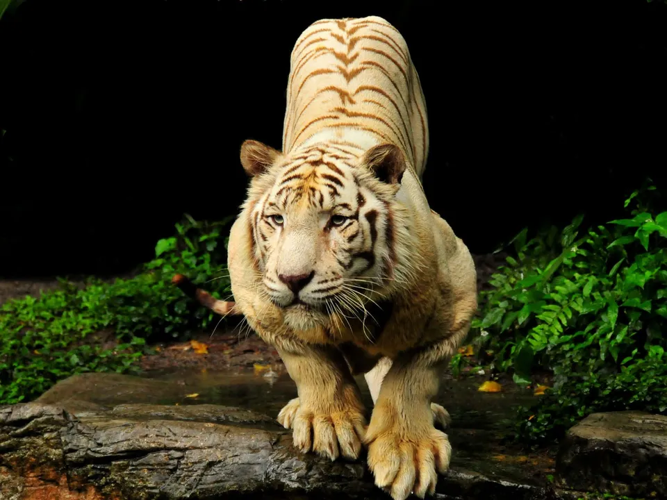 A white tiger crouches on a rock, looking directly at the camera with intense eyes.