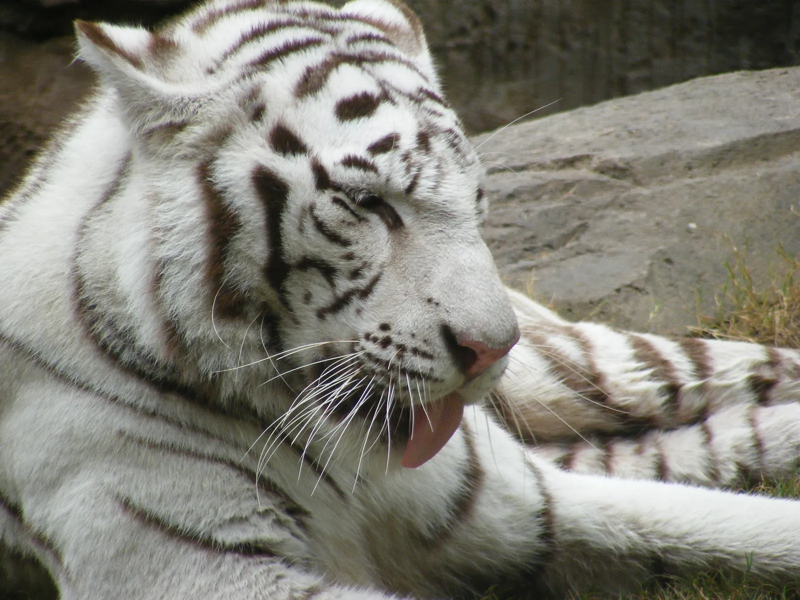 A white tiger with dark stripes is lying down and licking its face with its pink tongue visible.