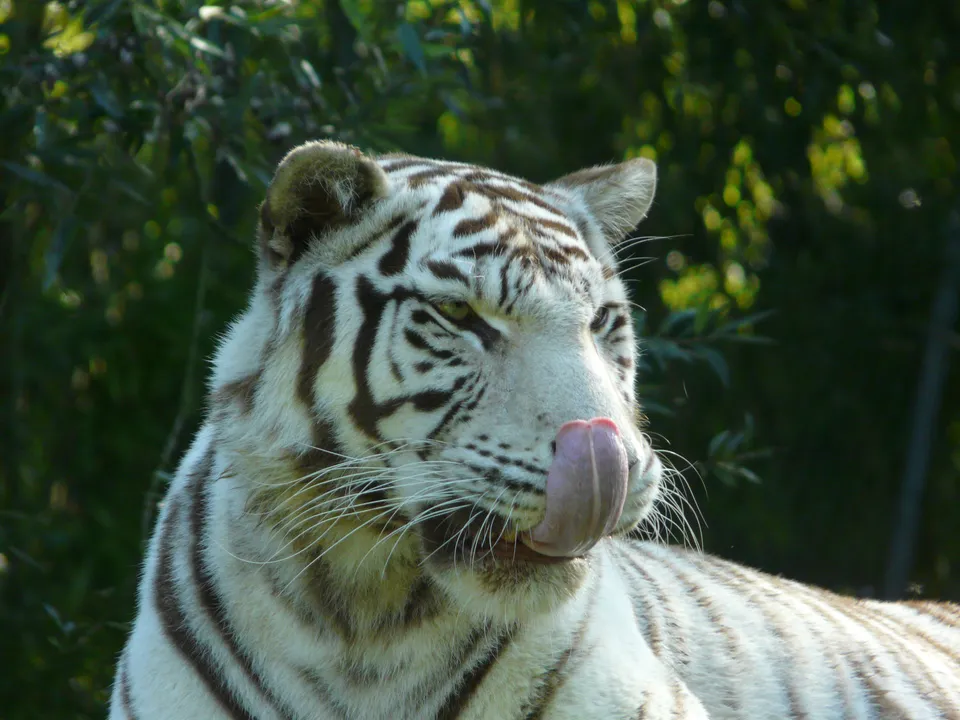 A white tiger with green eyes licks its nose in the sunlight, its fur illuminated.