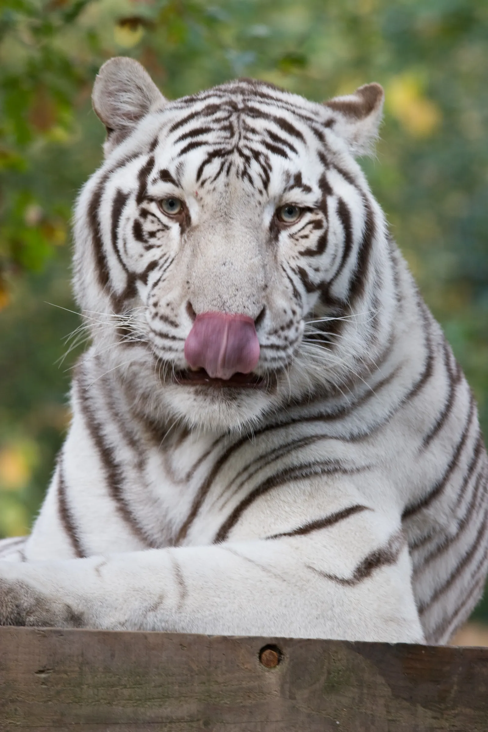 A close-up of a white tiger with blue eyes licking its pink nose, with blurred green foliage in the background.