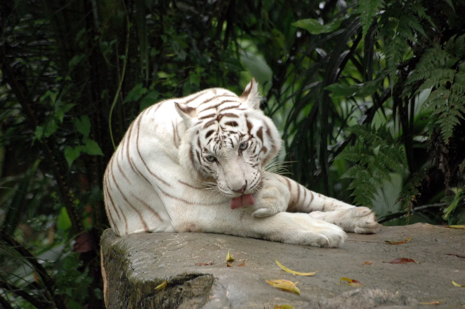 A white tiger with blue eyes is lying on a rock and licking its paw, with lush green foliage in the background.