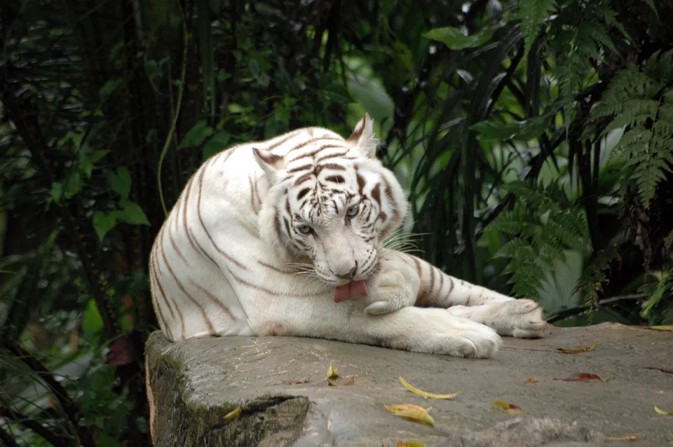 A white tiger with blue eyes is lying on a rock and licking its paw, with lush green foliage in the background.