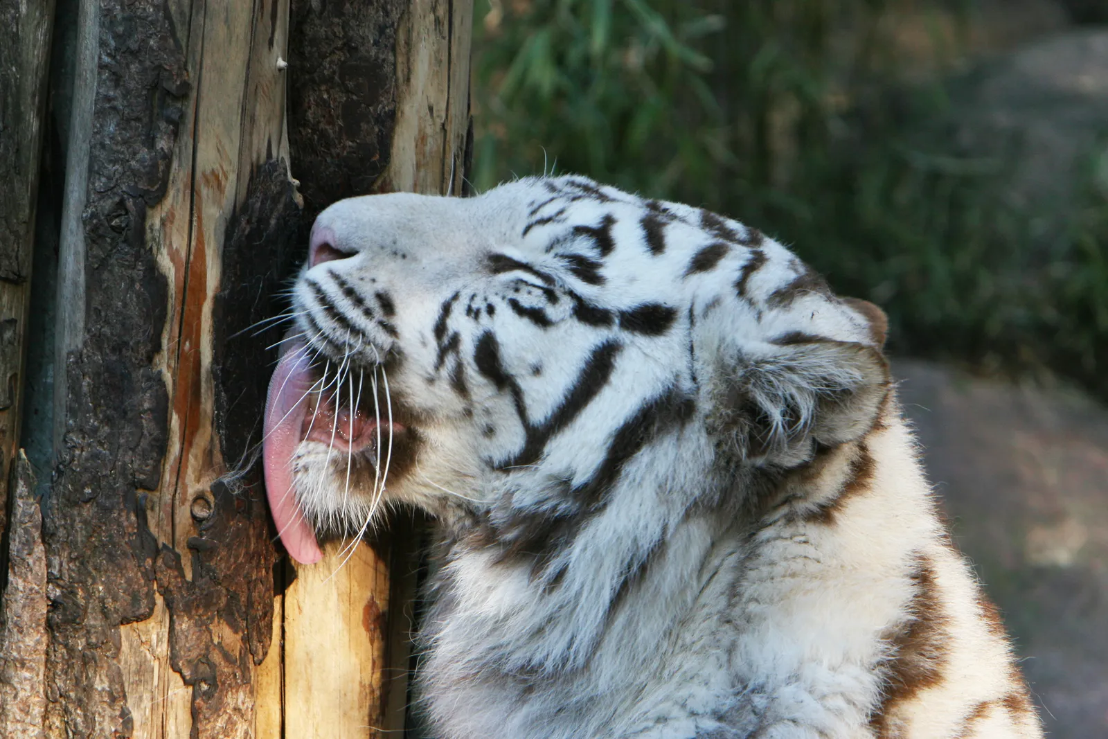 A white tiger with its eyes closed is licking a rough tree trunk with its pink tongue.
